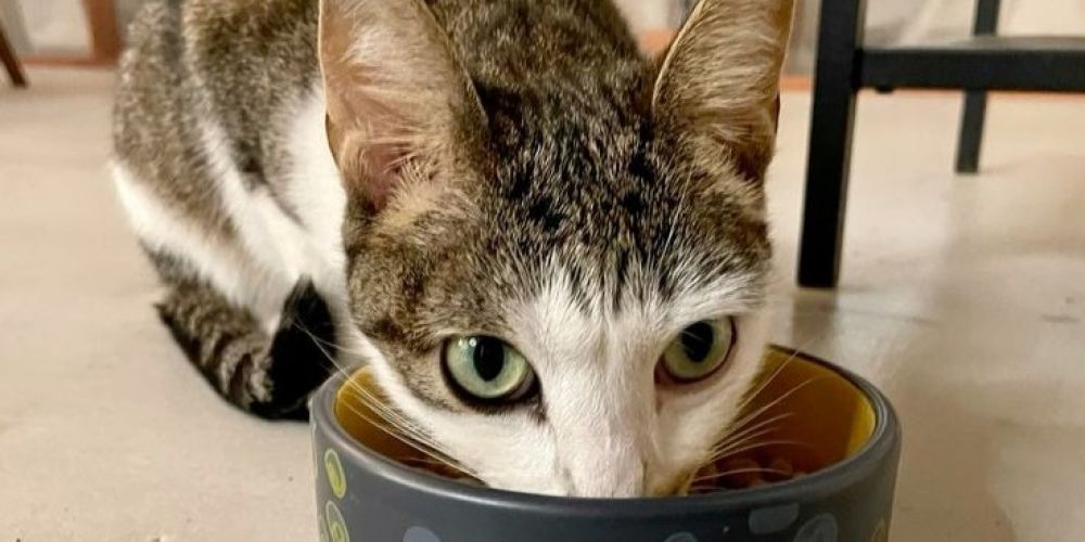 Cum să alegi bolul pentru animalul de companie: material, formă, &icirc;ngrijire.