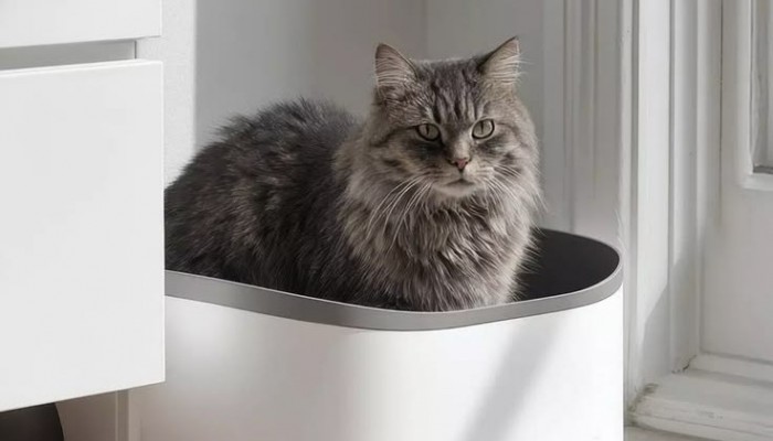 Как приучить котенка к лотку.