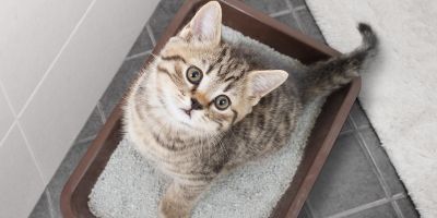 Как приучить котенка к лотку.