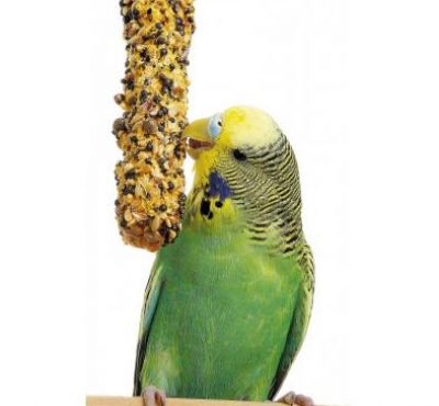 Gustări pentru papagali livrare la domiciliu Chisinau, Moldova