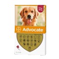 Advocate