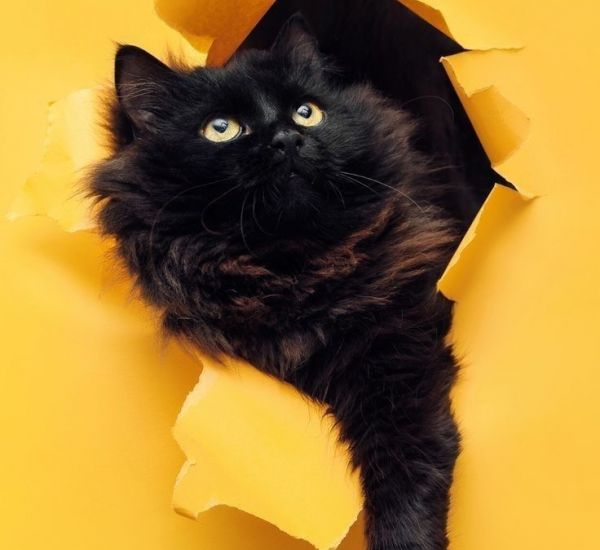 Сухой Корм и аксессуары для кошек с доставкой на дом Кишинев, Молдова Зоомагазин